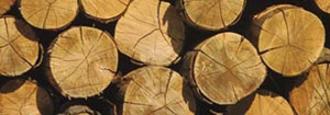 bois de peuplier, bilan carbone de la filière bois